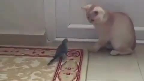 Parrot scaring the cat #shorts #shortvideo #video #virals #videoviral