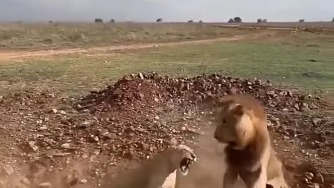 Lioness Protect the Cubs from young Male 😱🦁