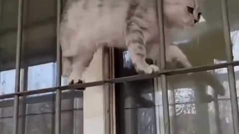 Cute Cat walk