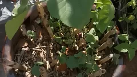 The previously planted bamboo in the flowerpot died and an unknown tree grew again