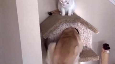 Dog Does Cat Imitation