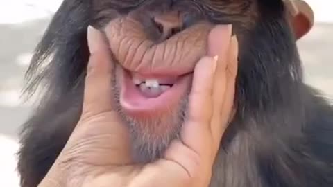 This Monkey 🙊 is so funny 🤣