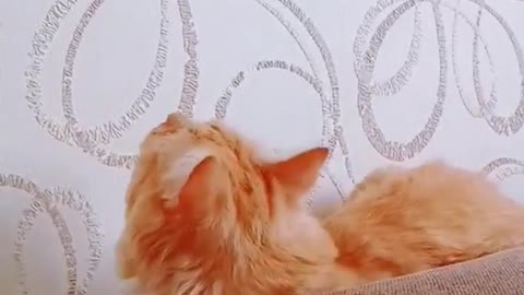 Feline Funnies: A Hilarious Cat Video Compilation