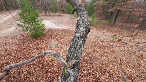 [POV] Tree Climbing Parkour