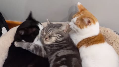 TOW Cats Lovingly Groom Kitten