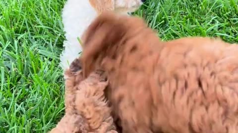 Laugh Till You Bark: Funny Dog Videos That Will Leave You in Stitches! 😆🐾