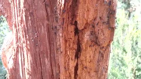 Dry trunk full of termites in 2 seconds