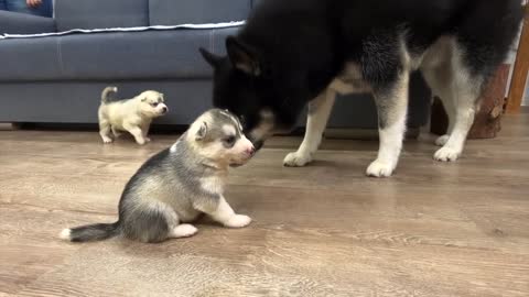 These huskies are so cute