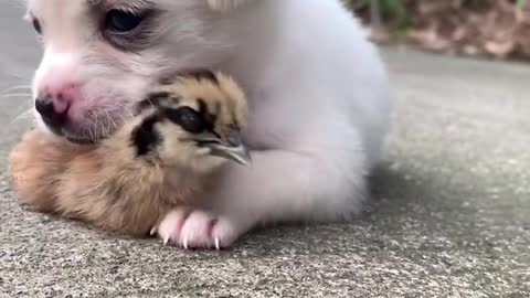 Puppies can't live without chickens anymore