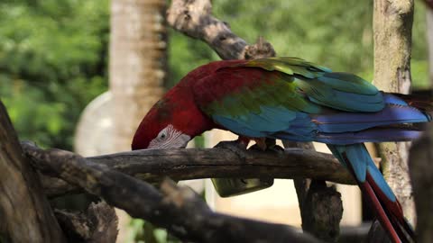 Macaw parrot feeding on on a tree branch