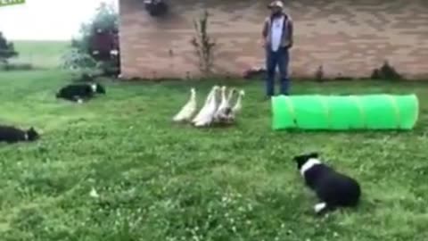 05.🤣♥️Wow!Clear work! Try Not To Laugh 🐈Funny Pets.Cats & Dogs😹 #shorts