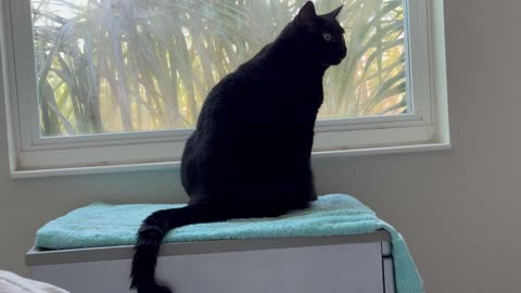 Adopting a Cat from a Shelter Vlog - Cute Precious Piper Looks Around from Her Spa Window