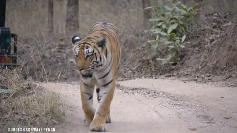 Khursapar Pench Female Tirgess T