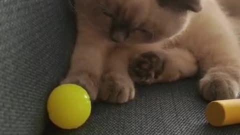 Cat playing with ball