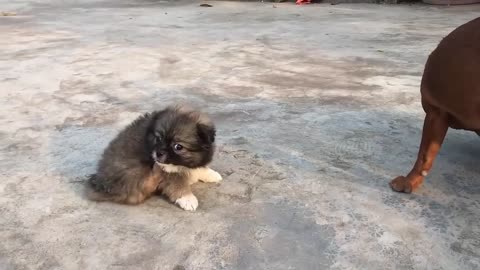 Cute puppy