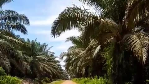 Road on oil palm plantations