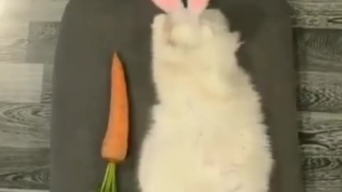 Cat funny video