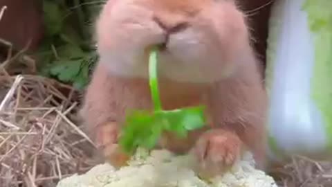 Cute big-faced rabbit who loves to eat vegetables. Rabbit. Cute little garden