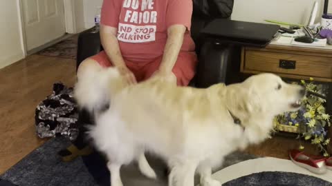 Golden Retriever Hops for Butt Pats