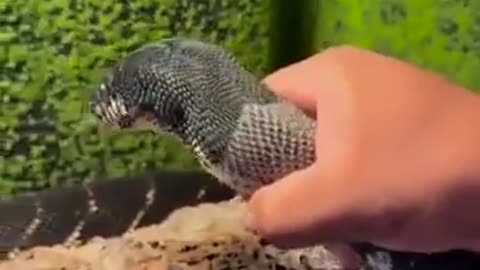 Guy helping snake shed skin