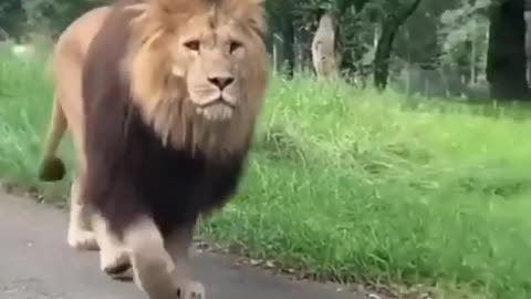 Huge Barbary Lion Walking On The Road