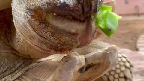 Nom nom nom 🐢✨💕 happy Thursday