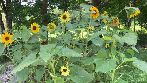 Living Bouquet #sunflowers 🌻