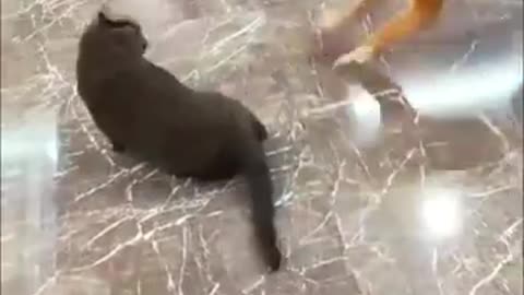 Funny Cats and Dog