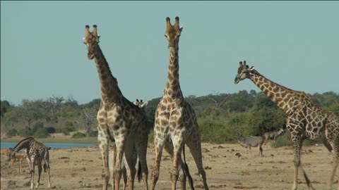 A Giraffe's Tongue is 18 inches -10 interesting Facts about Giraffes