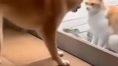 Cats and dogs fighting very 🤣 try not to laugh