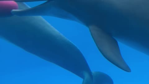 Dolphins