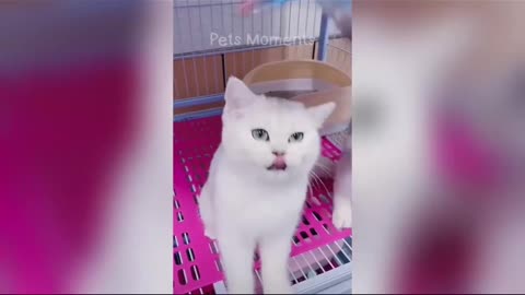 Adorable Kittens Turn Pet Store Cage into Playful Wonderland!