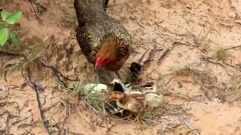 9 SERANGAN AYAM KE BURUNG ELANG