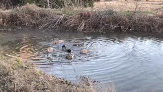 Ducks swimming again