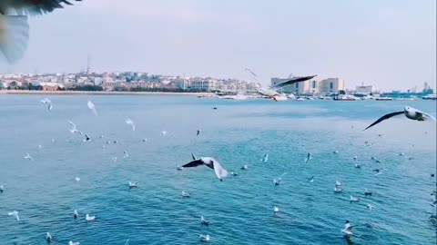 It's gull-feeding season again.