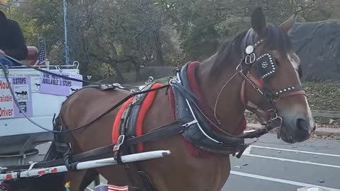 Horse and Carriage New York City Central Park