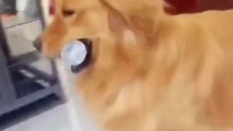 Cute dog video