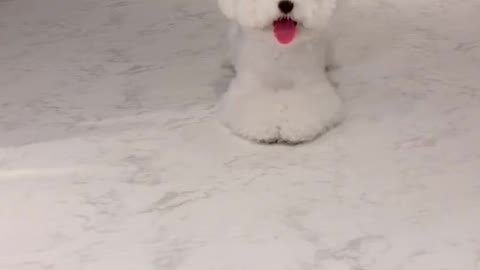 🐻🐩오디션영상#킴미소 #이아라 #틱톡 #tiktok #반려동물 #dogchallenge #마이펫 #댕댕이@펫을부탁해#주간베스트 #스타펫오디션 @tiktok_kr(1)