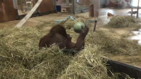 Orangutans playing with balls (part one