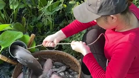 Cacth fish using bamboo traps