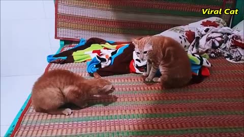 Bloody Brother Cats Meowing Fighting - You'll Regret Skipping Watching This Video | Viral Cat