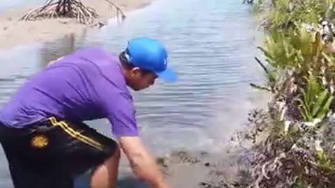 Catching giant mud crab