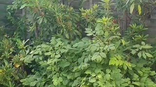 Trees and plants on a windy day