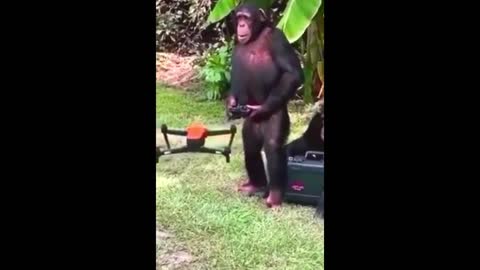 Apes have been spotted flying drones !!!🙄🙄🙄