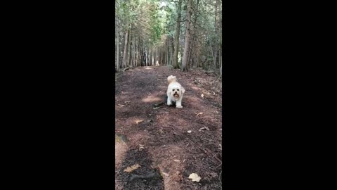 Just a Happy Puppy Frolicking in the Woods