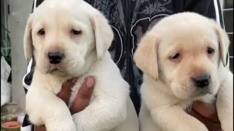 Free dog Adoption🔥 2 Fawn English labrador puppies