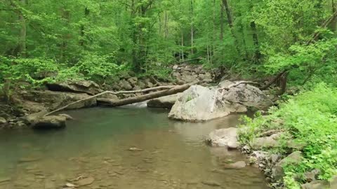 The small river in the forest