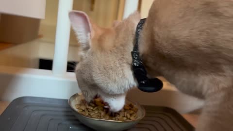 Precious boi gently asks for his dinner and purrs while eating