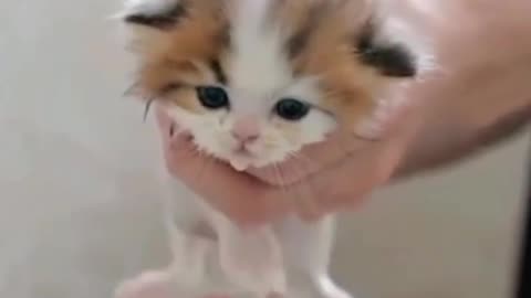 Kitten take a bath first to be fresh