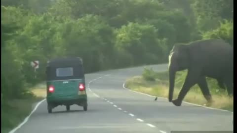 Crazy elephant attack vehicle